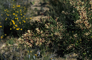 APII jpeg image of Hakea trifurcata  © contact APII