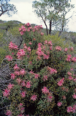 APII jpeg image of Isopogon dubius  © contact APII