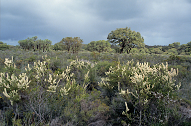 APII jpeg image of Melaleuca radula  © contact APII