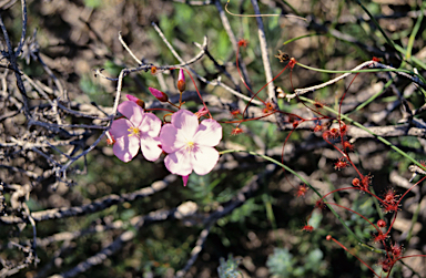 APII jpeg image of Drosera macrantha  © contact APII