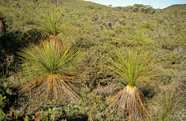 APII jpeg image of Xanthorrhoea preissii  © contact APII