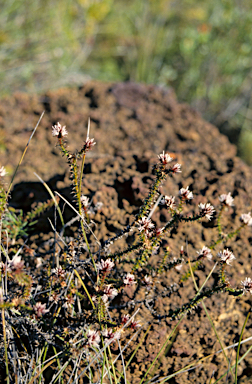 APII jpeg image of Andersonia heterophylla  © contact APII