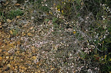 APII jpeg image of Leucopogon pulchellus  © contact APII