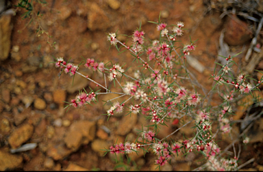 APII jpeg image of Hypocalymma angustifolium  © contact APII