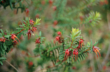 APII jpeg image of Darwinia citriodora  © contact APII