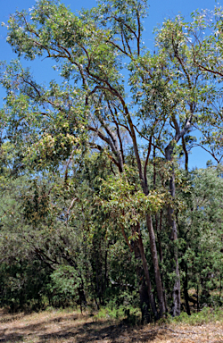 APII jpeg image of Eucalyptus marginata  © contact APII