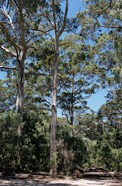 APII jpeg image of Eucalyptus marginata  © contact APII