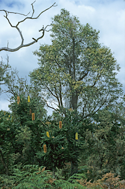 APII jpeg image of Banksia grandis  © contact APII