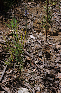 APII jpeg image of Thelymitra paludosa  © contact APII