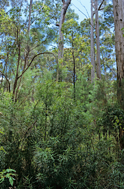 APII jpeg image of Podocarpus drouynianus  © contact APII