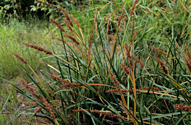 APII jpeg image of Lepidosperma gladiatum  © contact APII