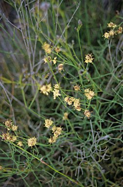 APII jpeg image of Stirlingia anethifolia  © contact APII