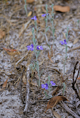 APII jpeg image of Goodenia incana  © contact APII