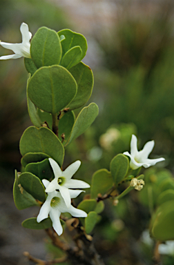 APII jpeg image of Anthocercis viscosa  © contact APII