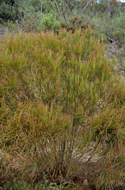 APII jpeg image of Allocasuarina humilis  © contact APII