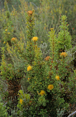 APII jpeg image of Banksia falcata  © contact APII