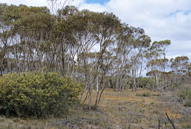 APII jpeg image of Melaleuca lutea  © contact APII