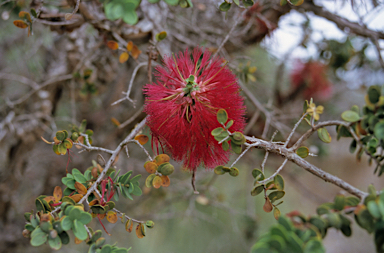 APII jpeg image of Melaleuca elliptica  © contact APII