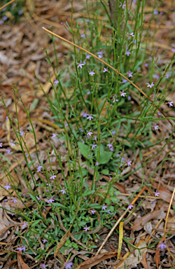 APII jpeg image of Lobelia anceps  © contact APII