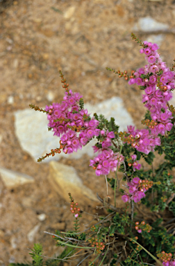 APII jpeg image of Verticordia plumosa  © contact APII