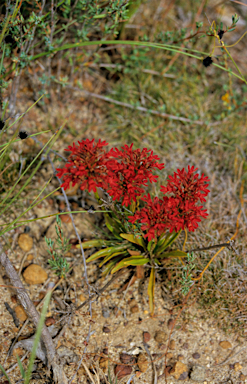 APII jpeg image of Anthotium rubriflorum  © contact APII