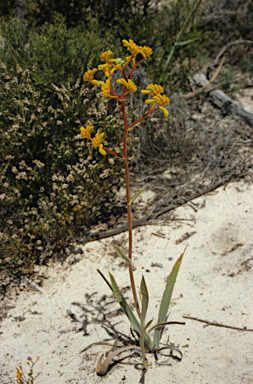 APII jpeg image of Anigozanthos pulcherrimus  © contact APII