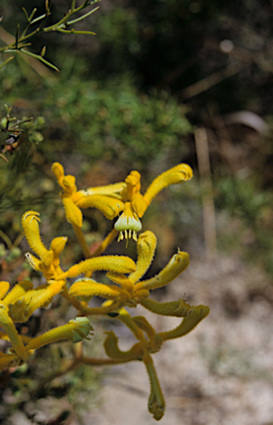 APII jpeg image of Anigozanthos pulcherrimus  © contact APII