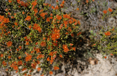 APII jpeg image of Eremaea pauciflora  © contact APII