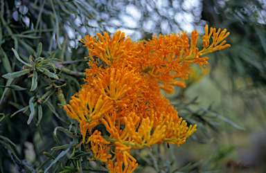 APII jpeg image of Nuytsia floribunda  © contact APII