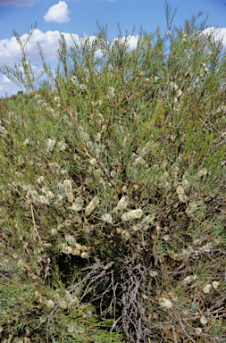 APII jpeg image of Melaleuca teretifolia  © contact APII