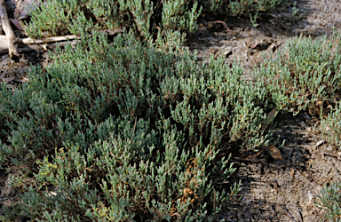 APII jpeg image of Salicornia quinqueflora  © contact APII