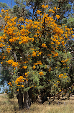 APII jpeg image of Nuytsia floribunda  © contact APII