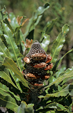 APII jpeg image of Banksia attenuata  © contact APII