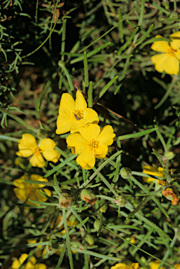 APII jpeg image of Hibbertia acerosa  © contact APII