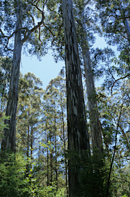 APII jpeg image of Eucalyptus diversicolor  © contact APII