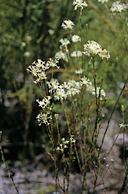 APII jpeg image of Pimelea longiflora  © contact APII