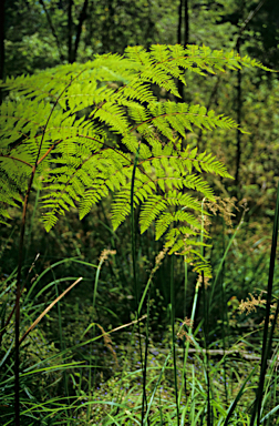 APII jpeg image of Pteridium esculentum  © contact APII