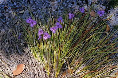 APII jpeg image of Thysanotus multiflorus  © contact APII