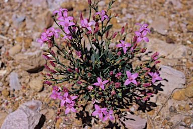 APII jpeg image of Boronia denticulata  © contact APII