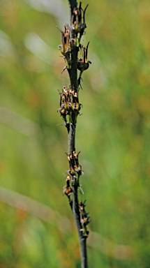 APII jpeg image of Haemodorum spicatum  © contact APII