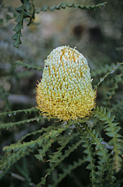 APII jpeg image of Banksia speciosa  © contact APII