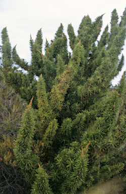 APII jpeg image of Allocasuarina pinaster  © contact APII