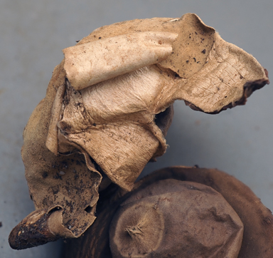 APII jpeg image of Geastrum velutinum  © contact APII