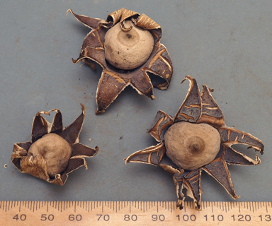 APII jpeg image of Geastrum lageniforme  © contact APII