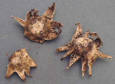 APII jpeg image of Geastrum lageniforme  © contact APII