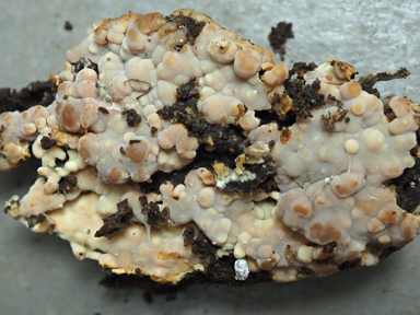 APII jpeg image of Gloiothele lactescens  © contact APII