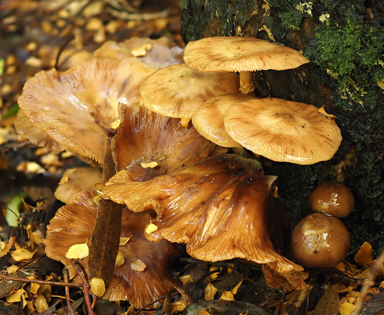 APII jpeg image of Armillaria novae-zelandiae  © contact APII