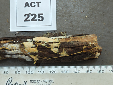 APII jpeg image of Phanerochaete burtii  © contact APII