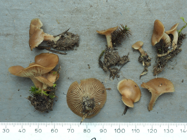 APII jpeg image of Singerocybe clitocyboides  © contact APII