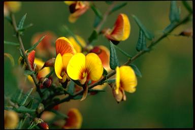 APII jpeg image of Bossiaea cinerea  © contact APII